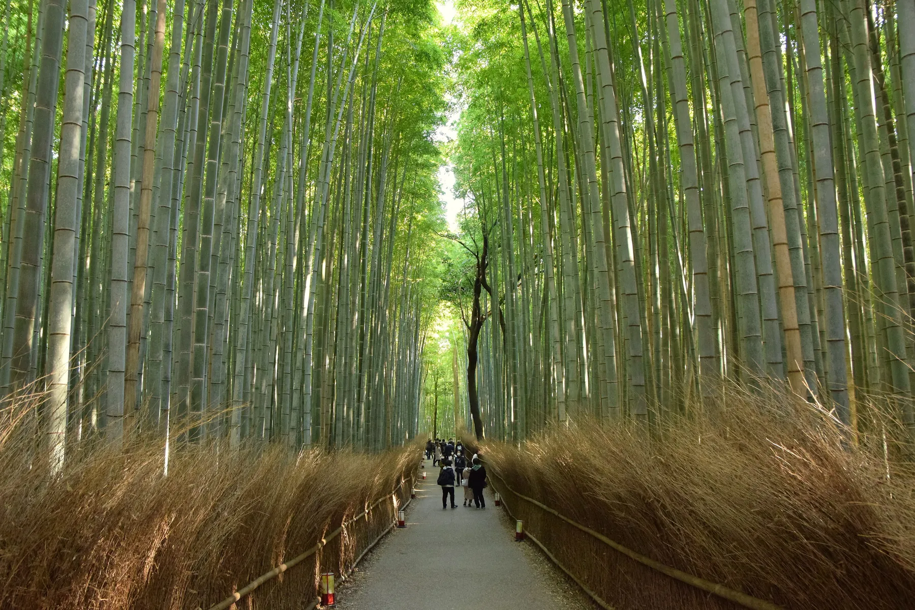Bosque de bambú de Arashiyama, Kioto